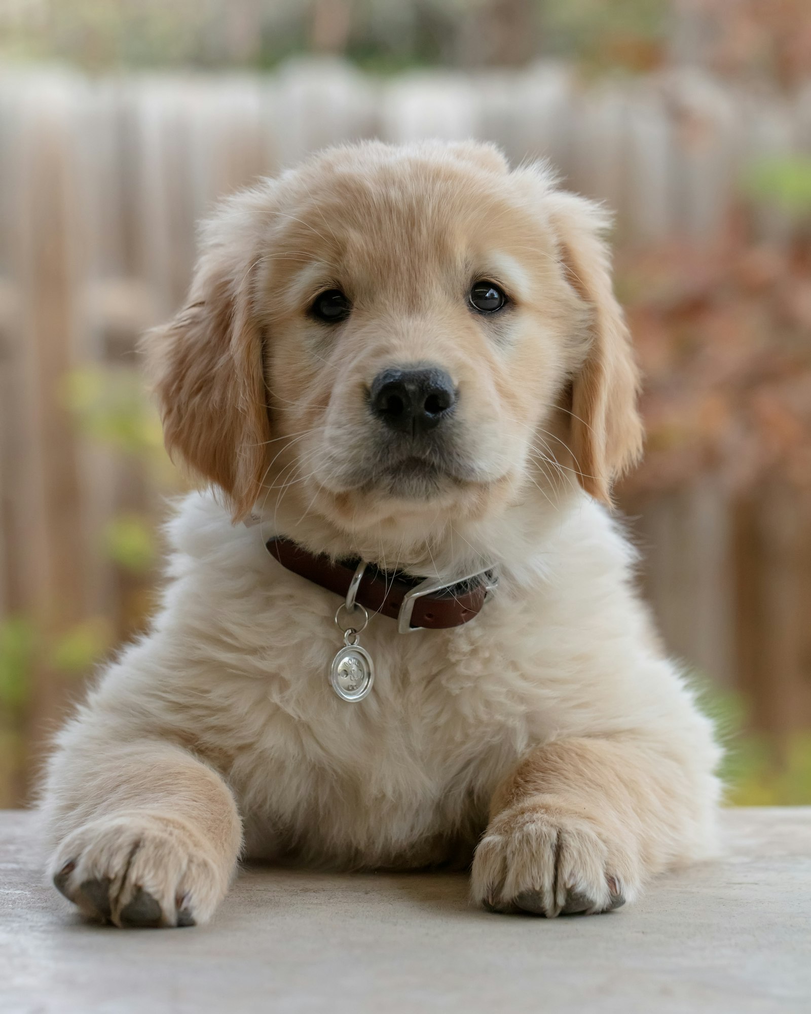 A curious puppy gazing into the camera