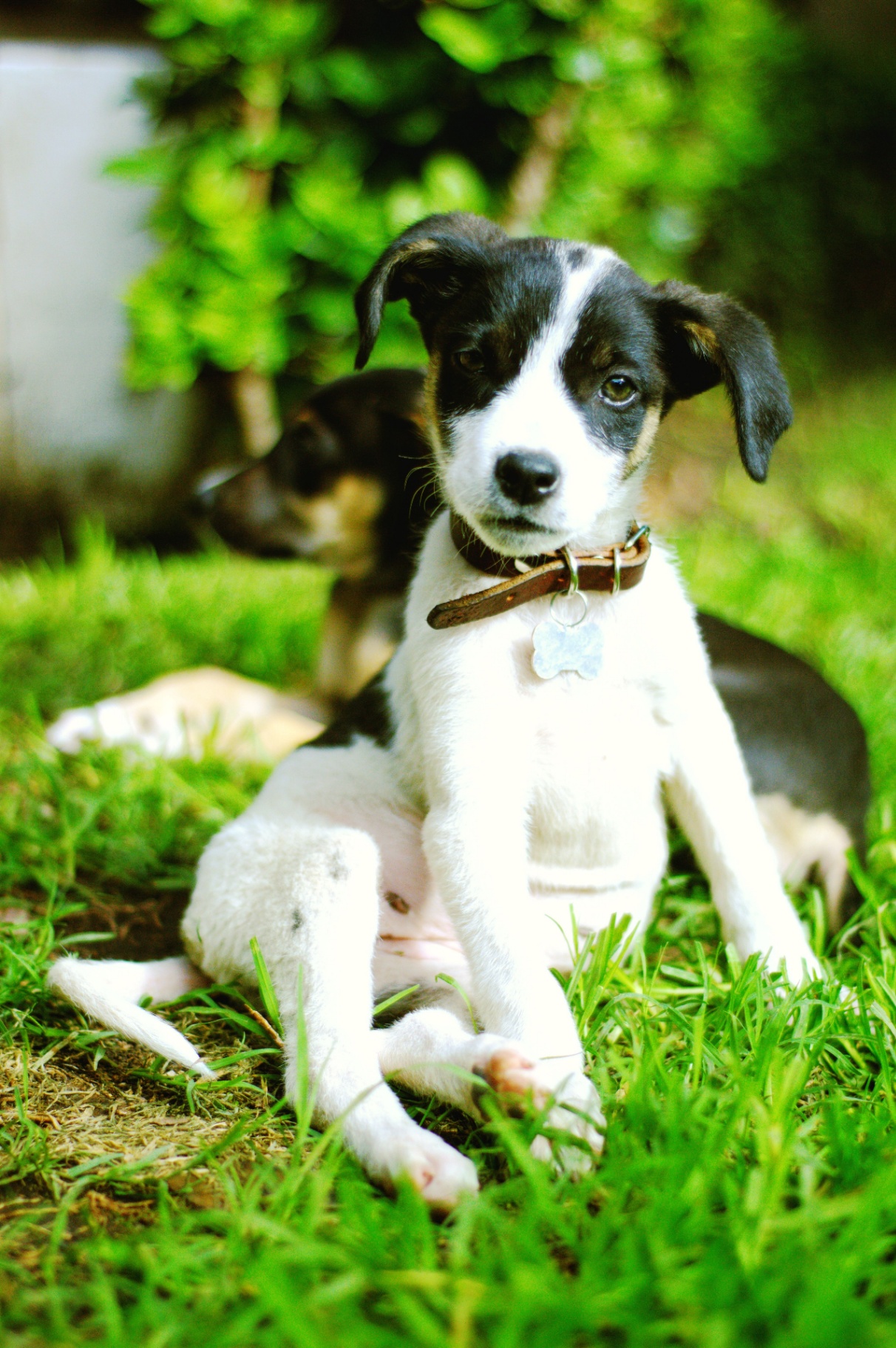 Two real puppies sitting together in the grass, one looking curiously at the camera